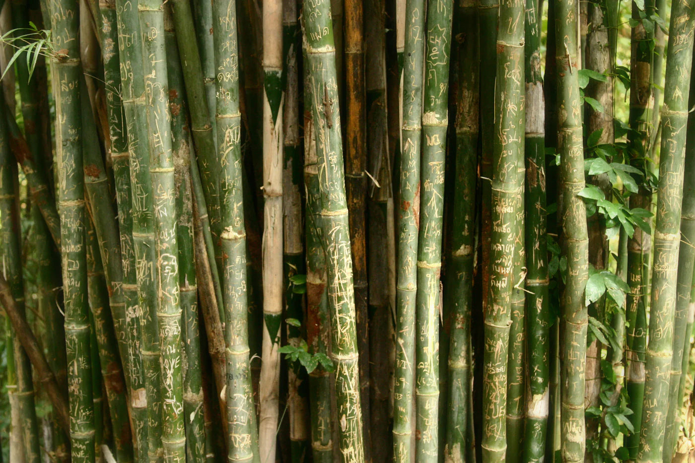 bamboo-with-engravings.webp